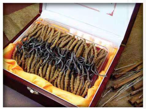 后安镇冬虫夏草回收